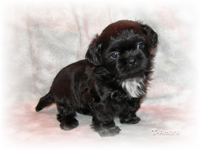 shih tzu puppies eugene oregon congratulations jeanelle and alex shih tzu puppies eugene oregon congratulations jeanelle and alex